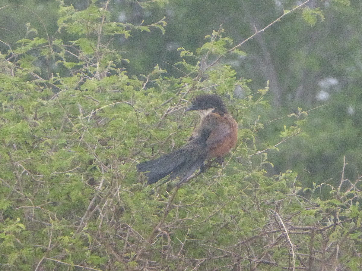 White-browed Coucal - ML611715797