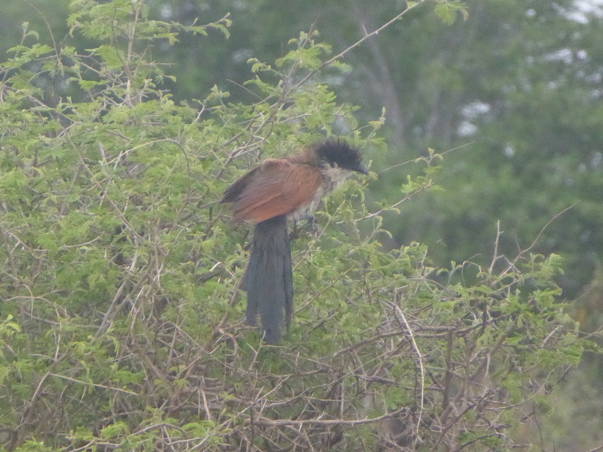 White-browed Coucal - ML611715798