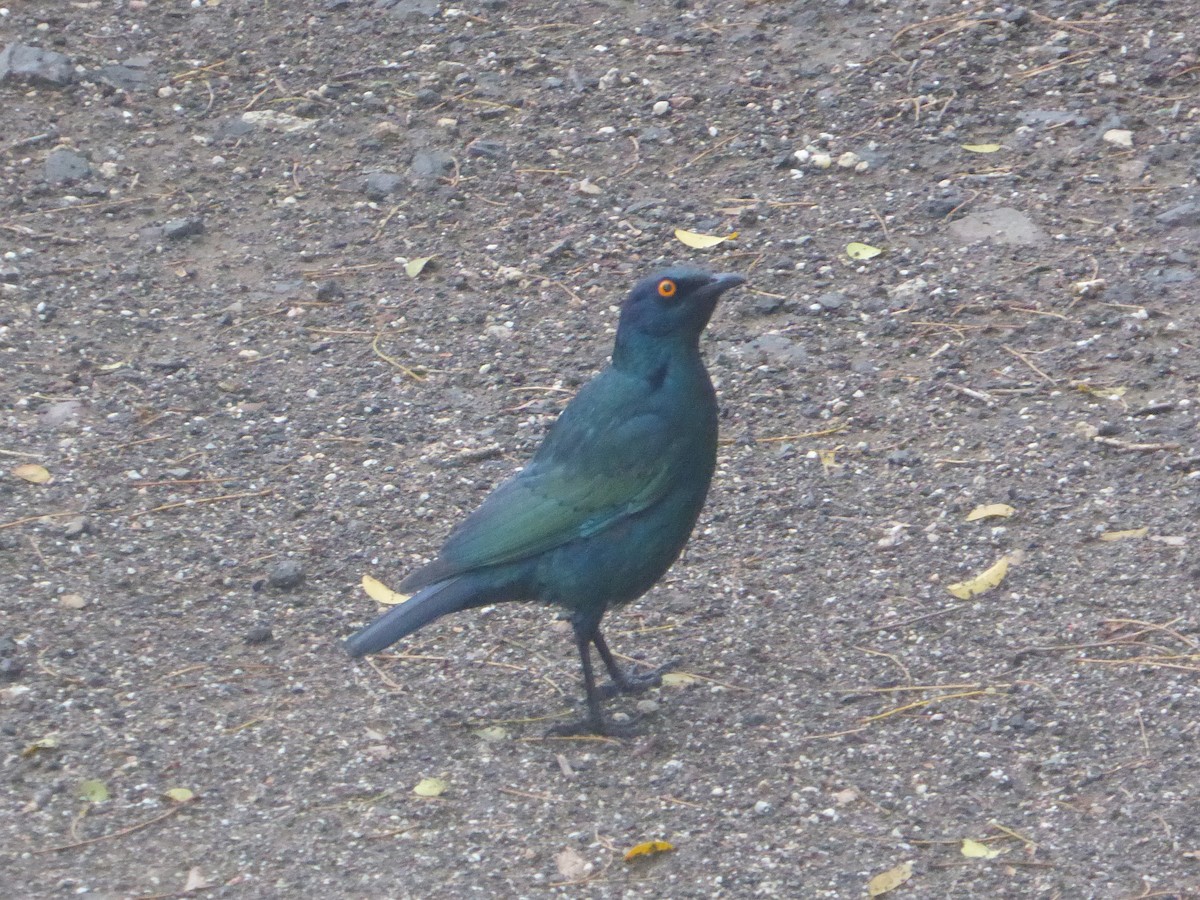 Cape Starling - ML611715802