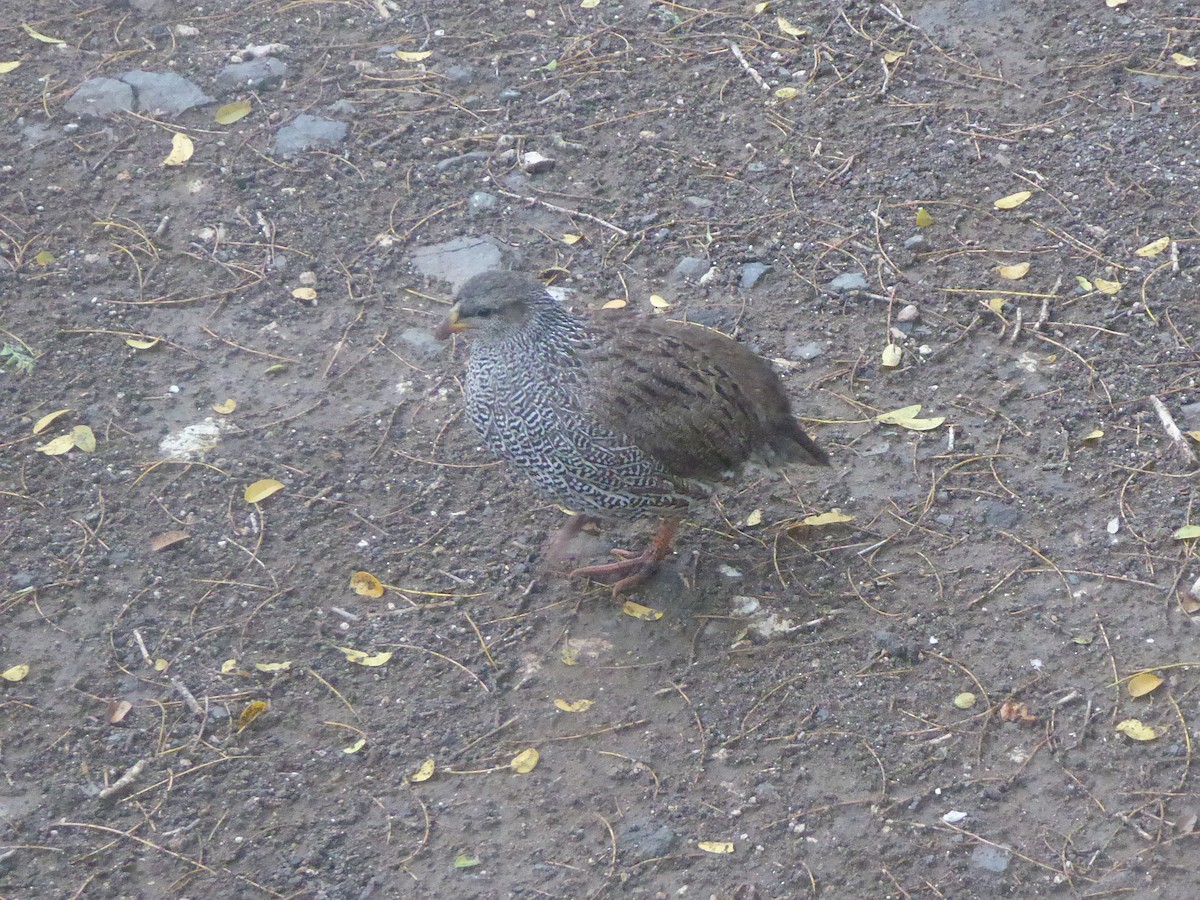 Natal Spurfowl - ML611715804