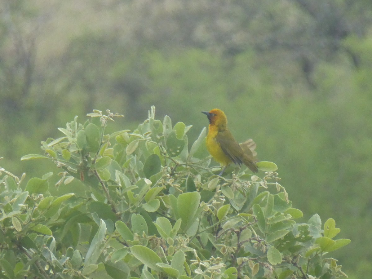 Spectacled Weaver - ML611715810