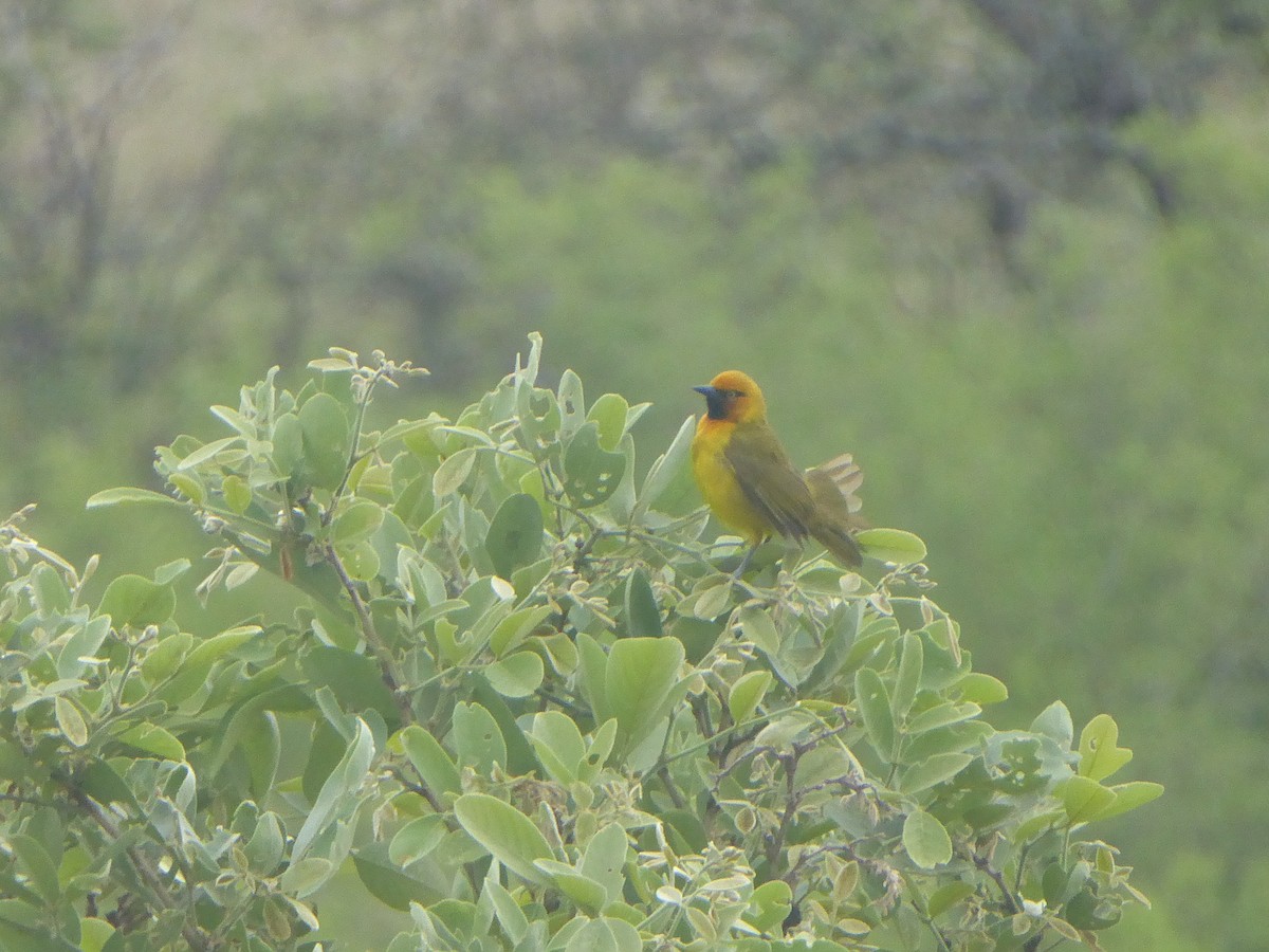 Spectacled Weaver - ML611715811