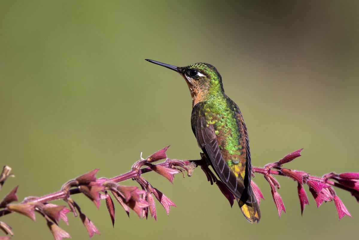kolibřík brazilský - ML611715813