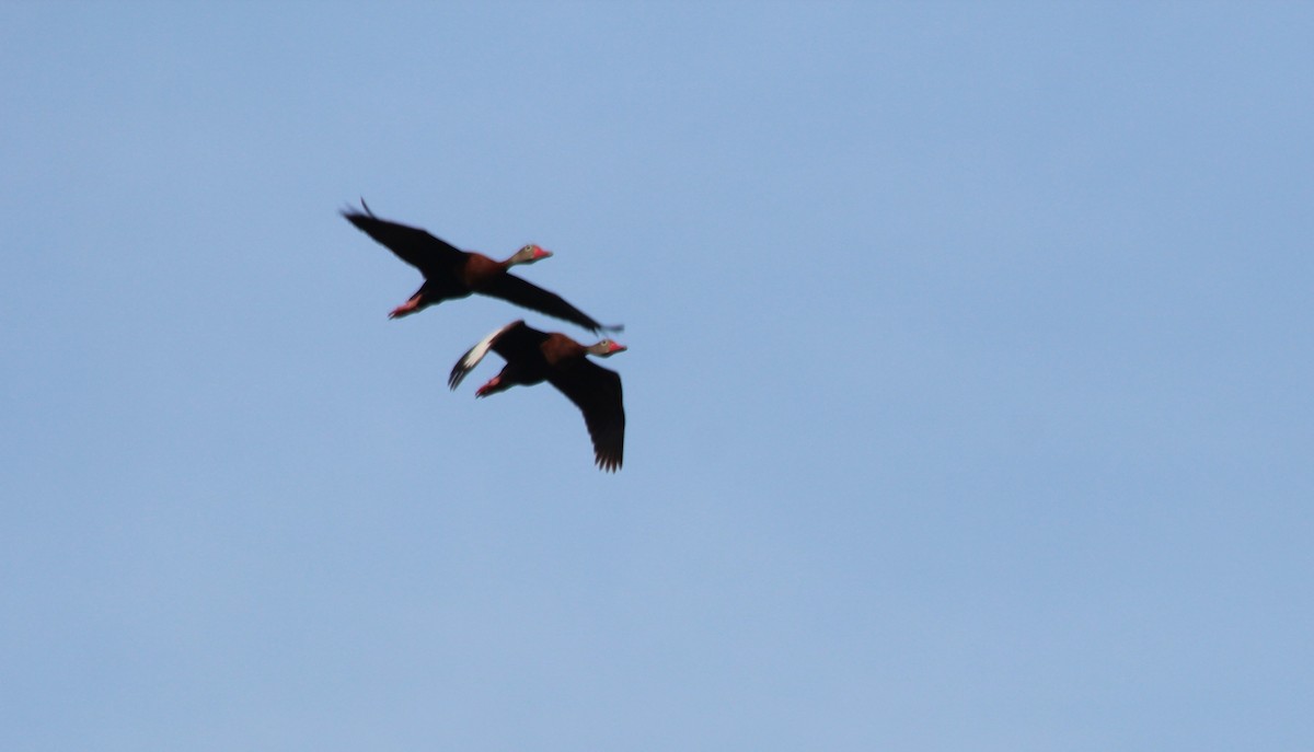Black-bellied Whistling-Duck - ML611715830