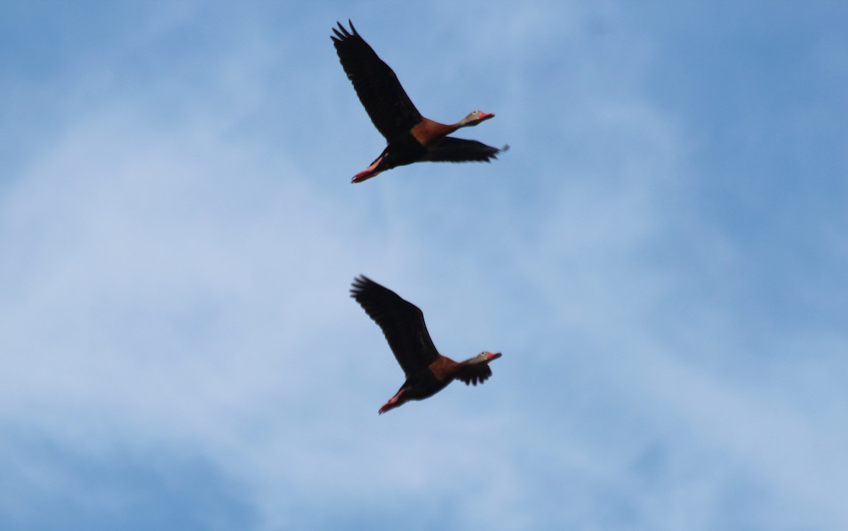 Black-bellied Whistling-Duck - ML611715831