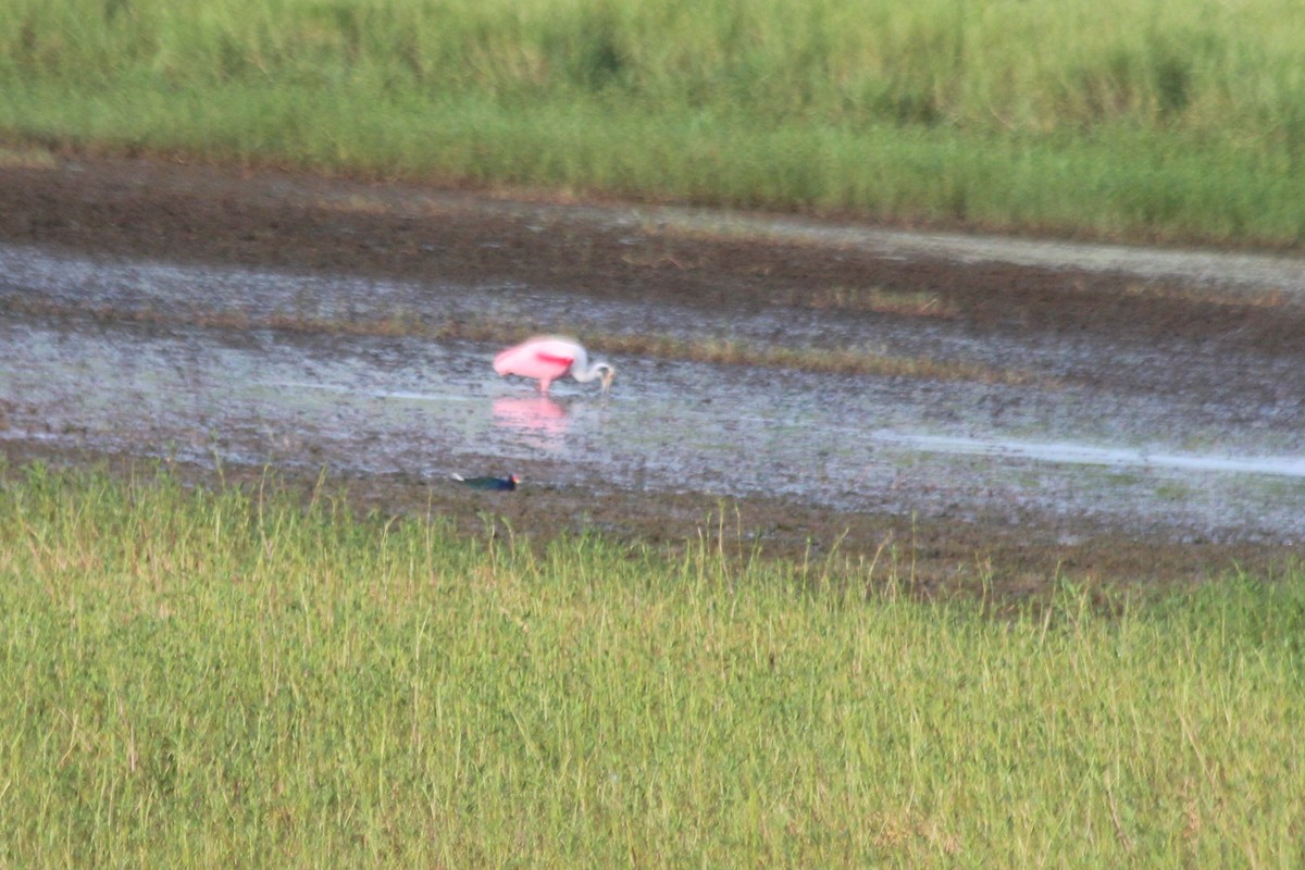 Roseate Spoonbill - ML611715840