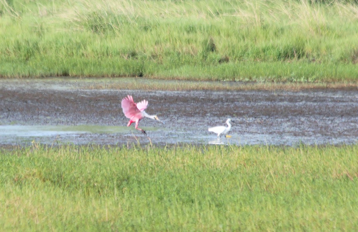 Roseate Spoonbill - ML611715841