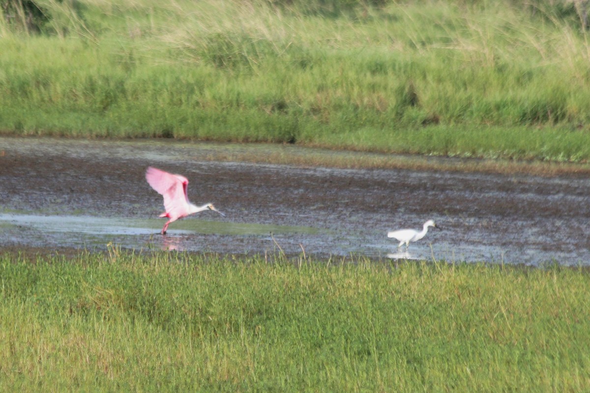 Roseate Spoonbill - ML611715842