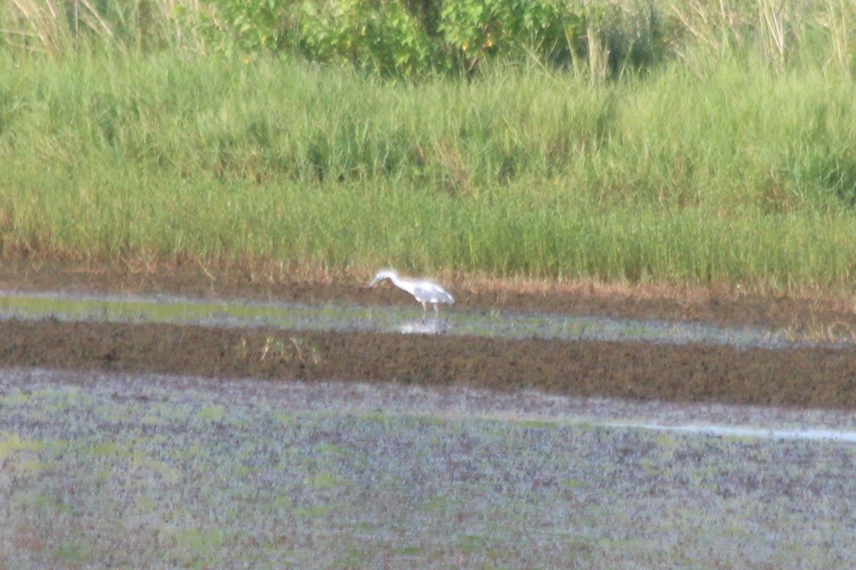 Little Blue Heron - ML611715846