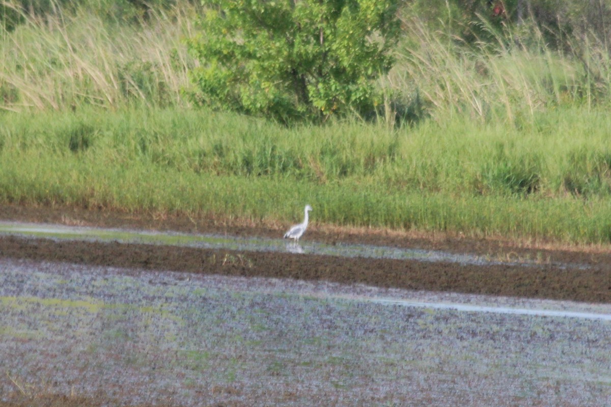 Little Blue Heron - ML611715847