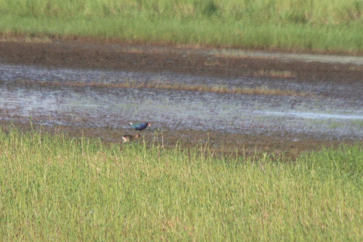 Purple Gallinule - ML611715854