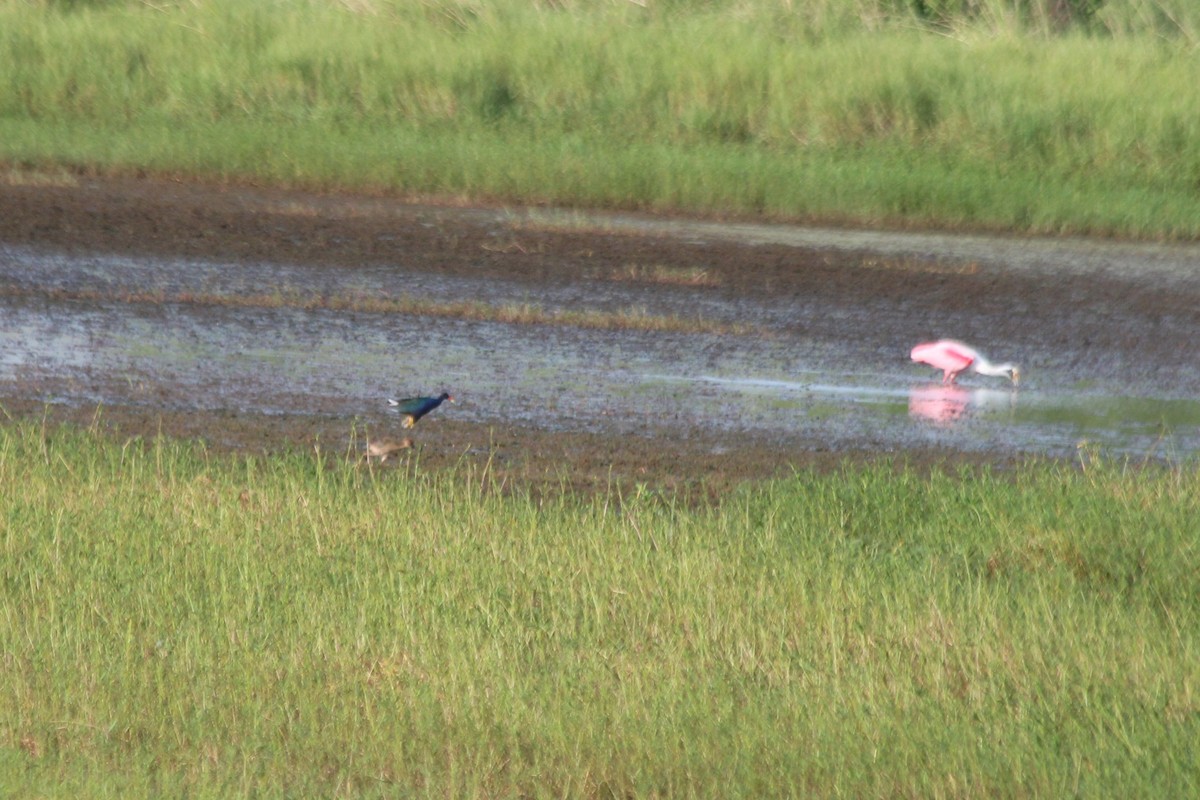 Purple Gallinule - ML611715855