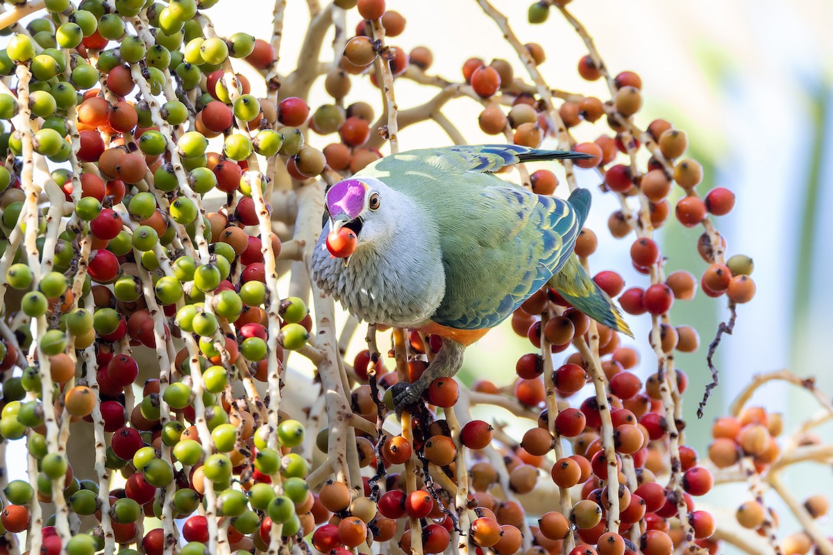 Rose-crowned Fruit-Dove - Steve Popple