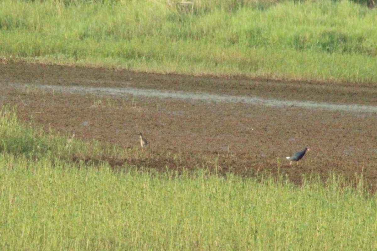 Purple Gallinule - ML611715960