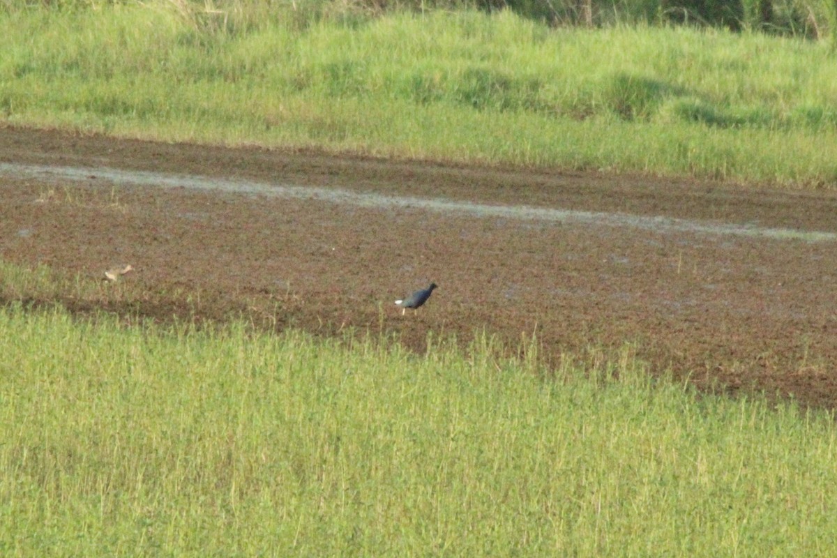 Purple Gallinule - ML611715961