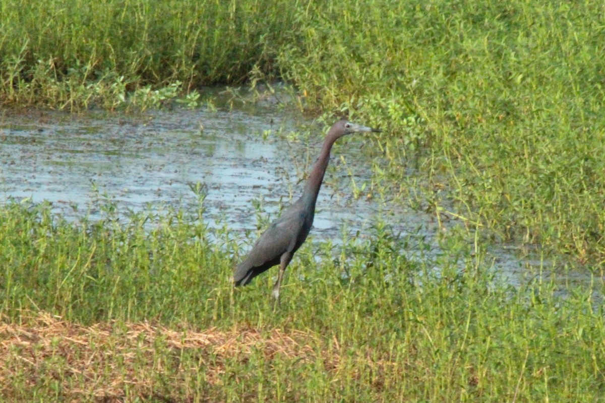Little Blue Heron - ML611715962
