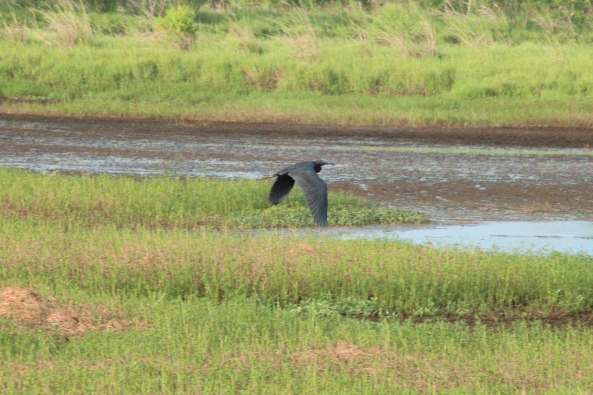 Little Blue Heron - ML611715963