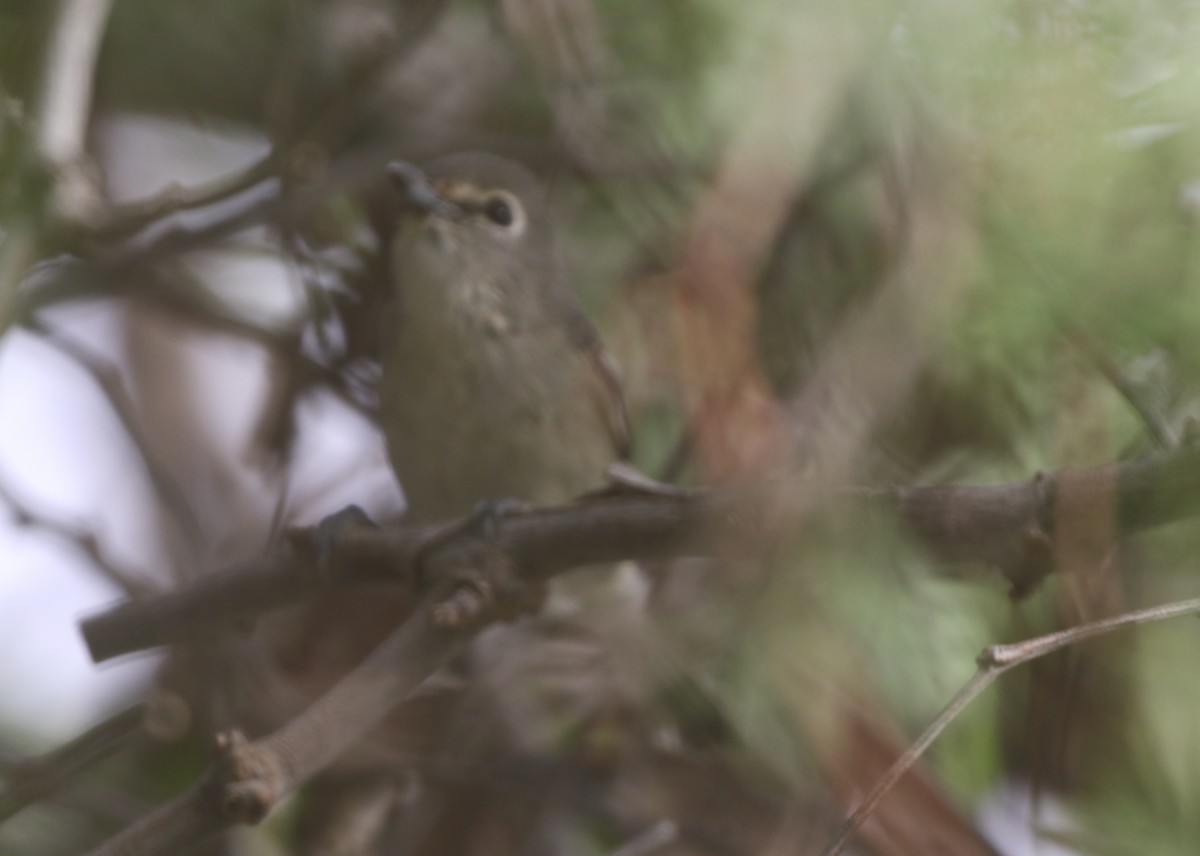 Plumbeous Vireo - logan kahle