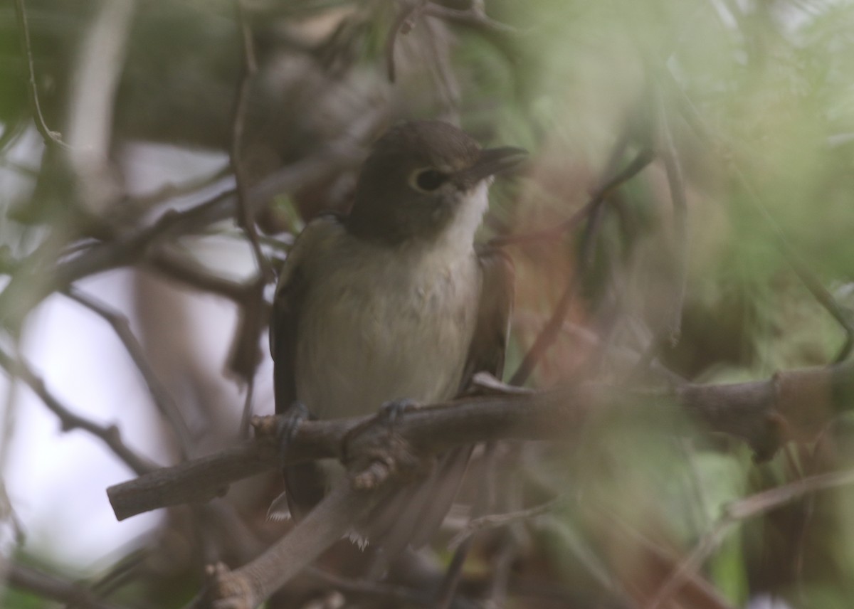 Vireo Plomizo - ML611715991