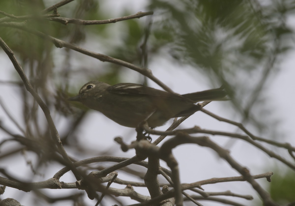 Plumbeous Vireo - logan kahle