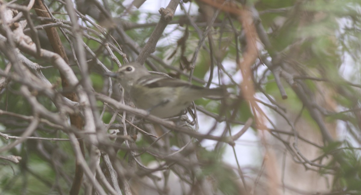 Plumbeous Vireo - ML611715994