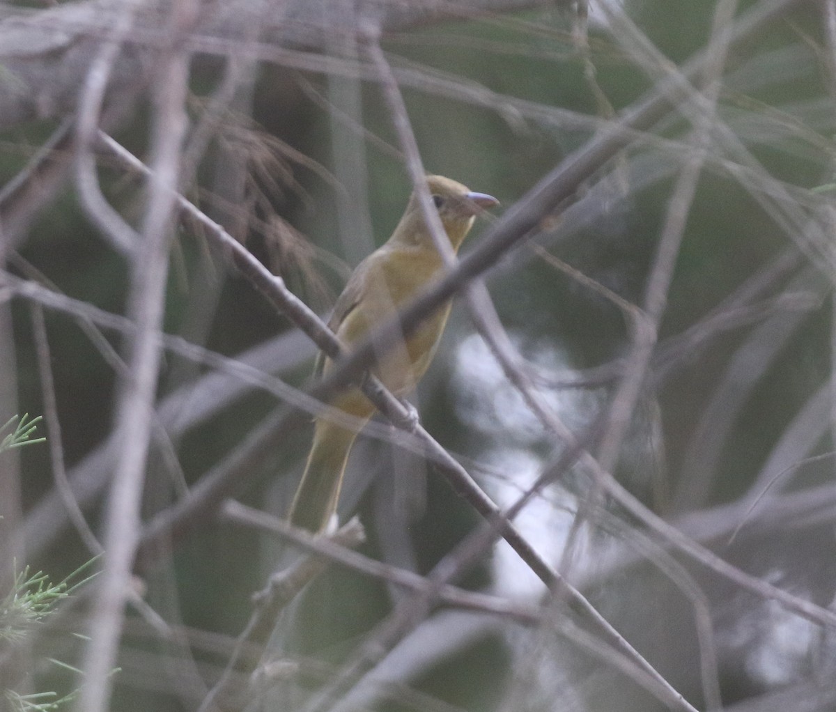 Summer Tanager - ML611716005