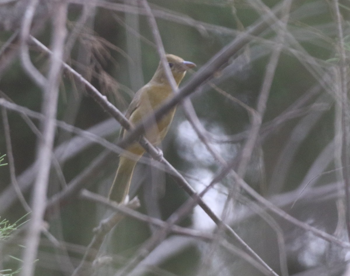 Summer Tanager - logan kahle