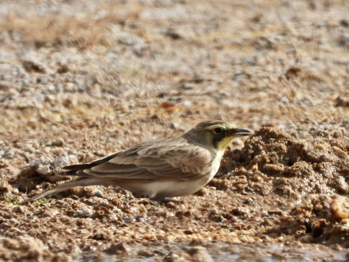 Horned Lark - ML611716010