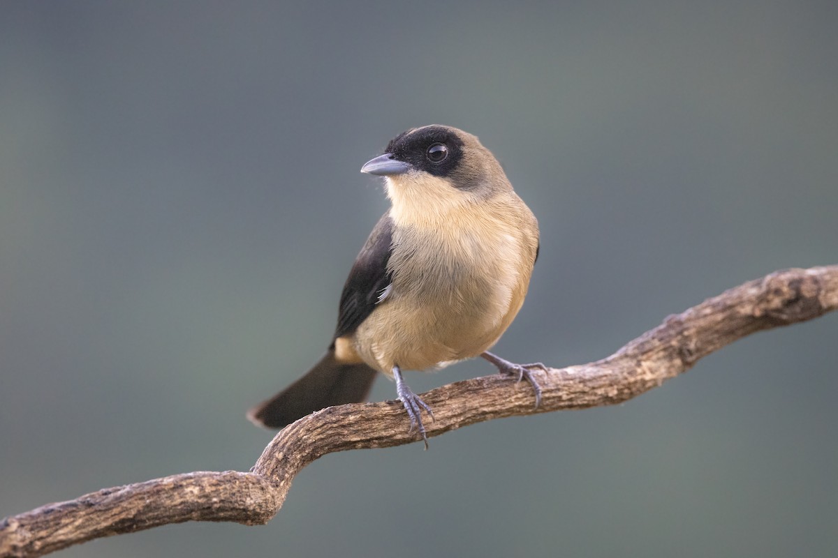 Black-goggled Tanager - Stuart Kelly