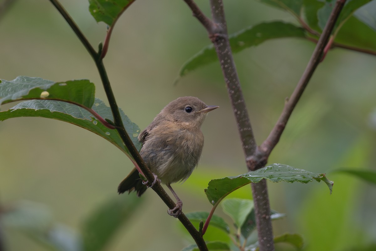 Common Yellowthroat - ML611716057