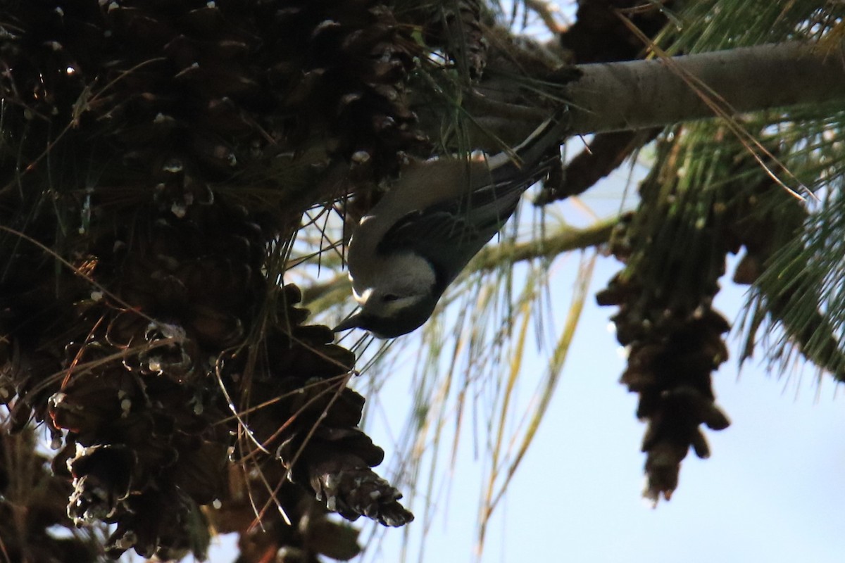 White-breasted Nuthatch - ML611716094