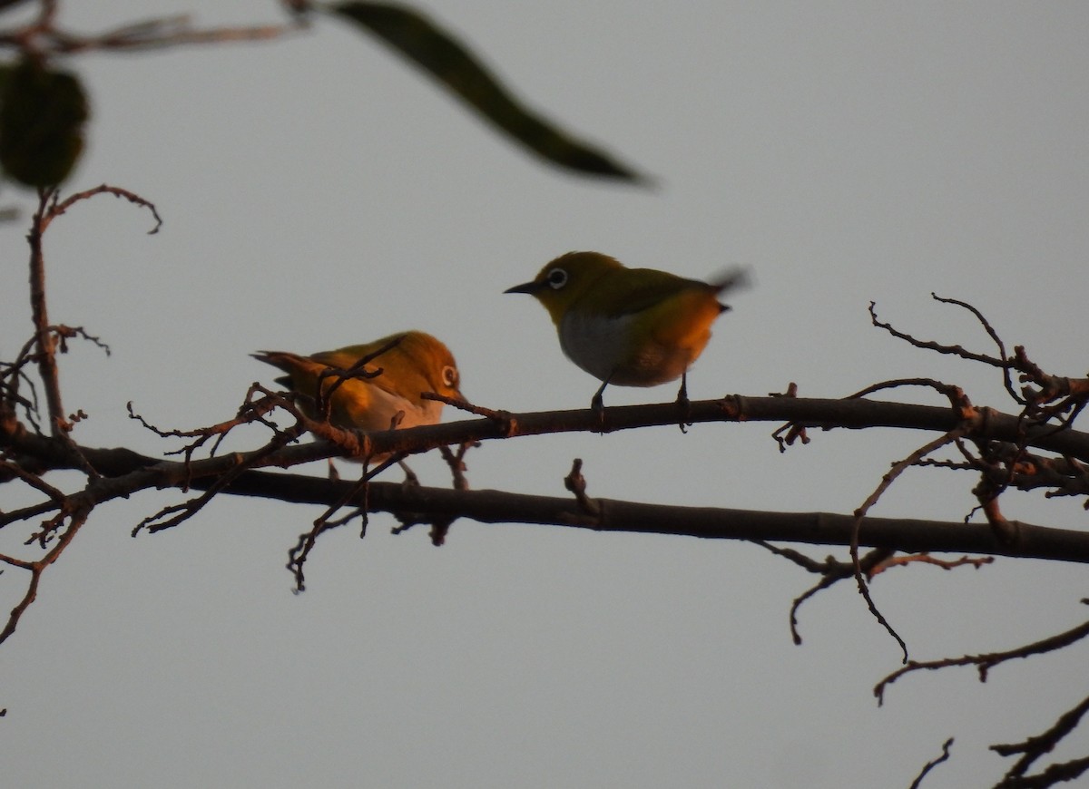 Indian White-eye - ML611716160