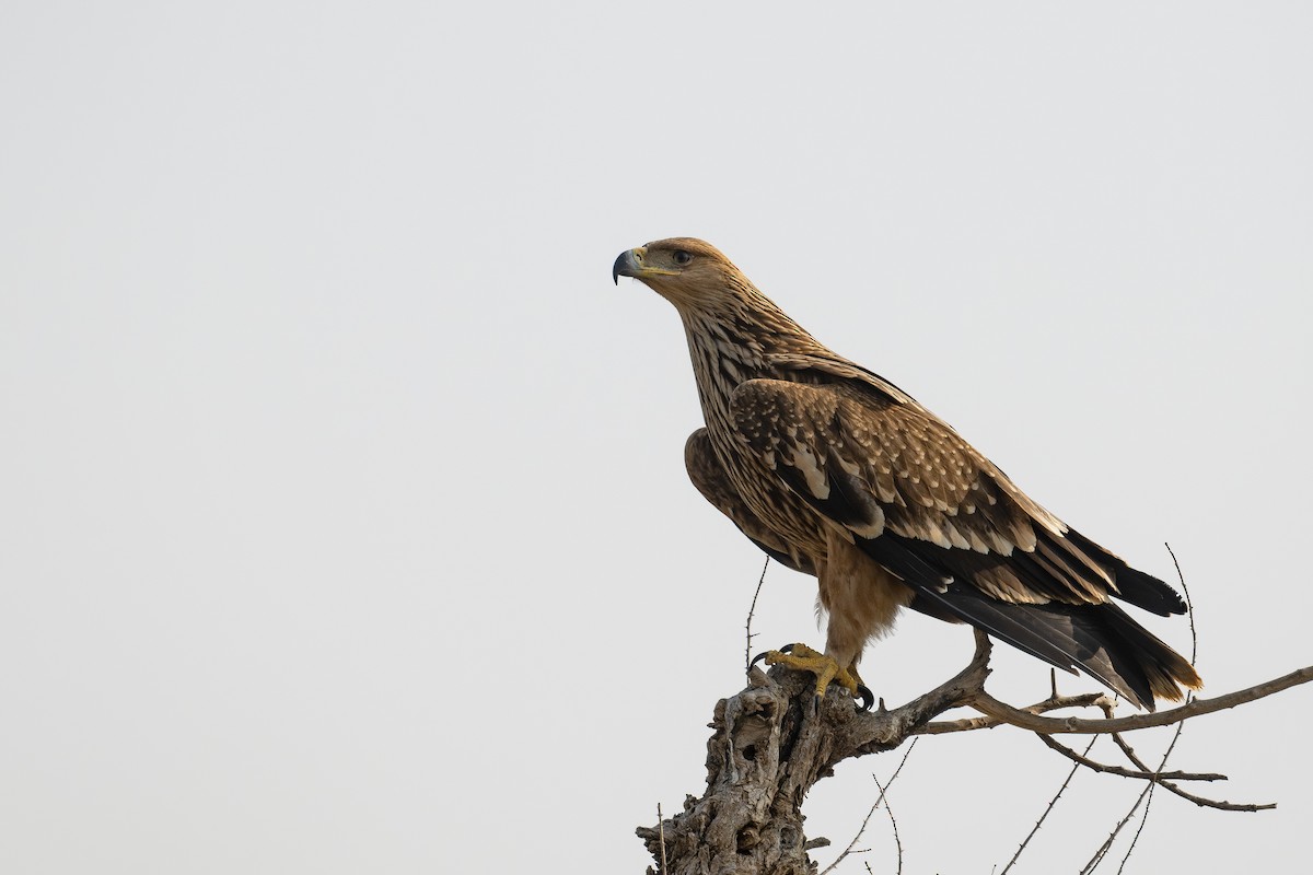 Imperial Eagle - Arijit Banerjee