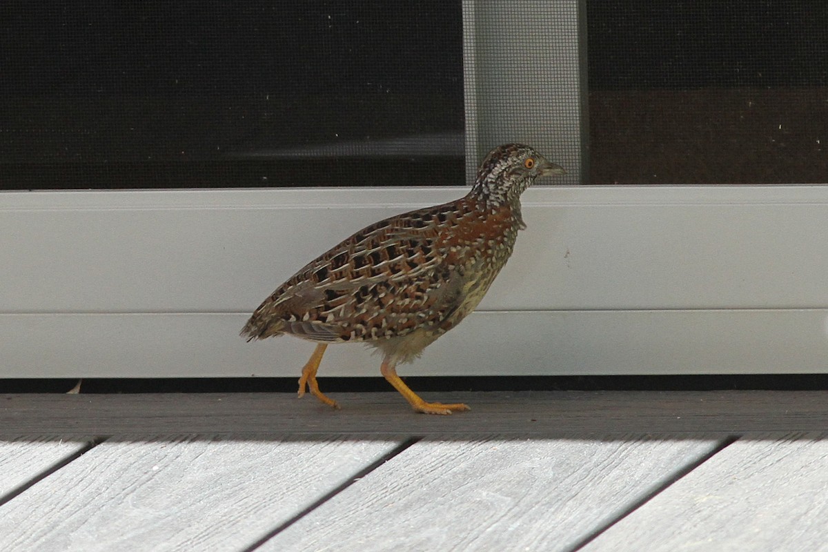 Painted Buttonquail - ML611716403