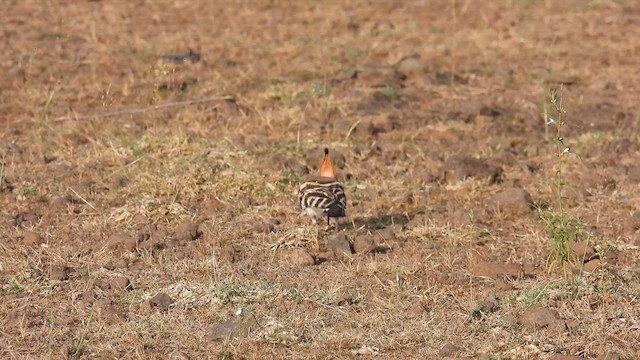 Eurasian Hoopoe - ML611716735