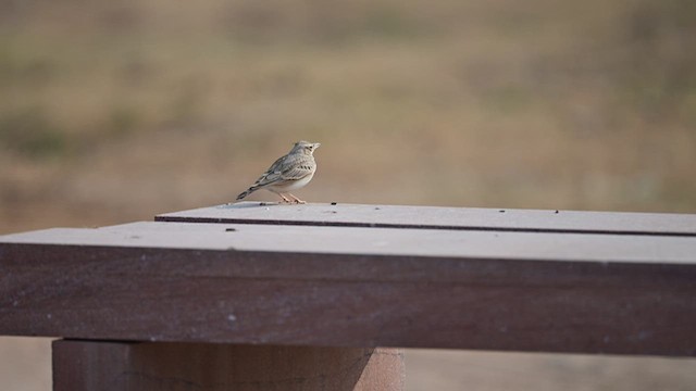 Crested Lark - ML611716741