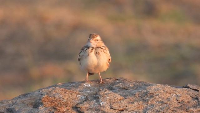 Indian Bushlark - ML611716821