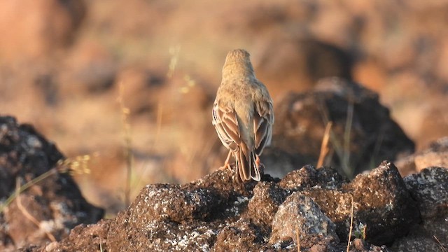 Pipit rousseline - ML611716845