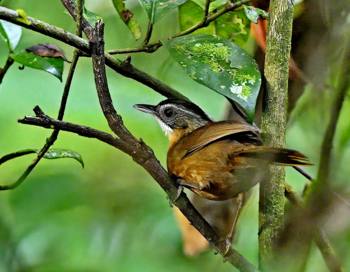 Malayan Black-capped Babbler - ML611716847