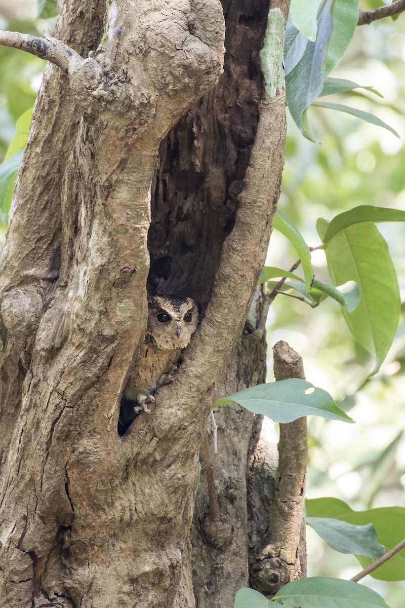 Indian Scops-Owl - ML611716851