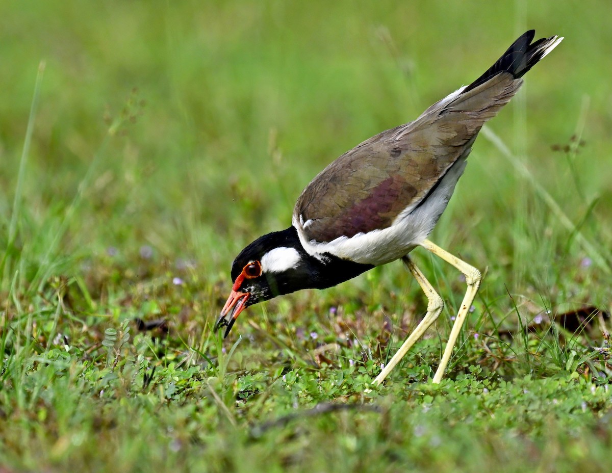 Red-wattled Lapwing - ML611716940