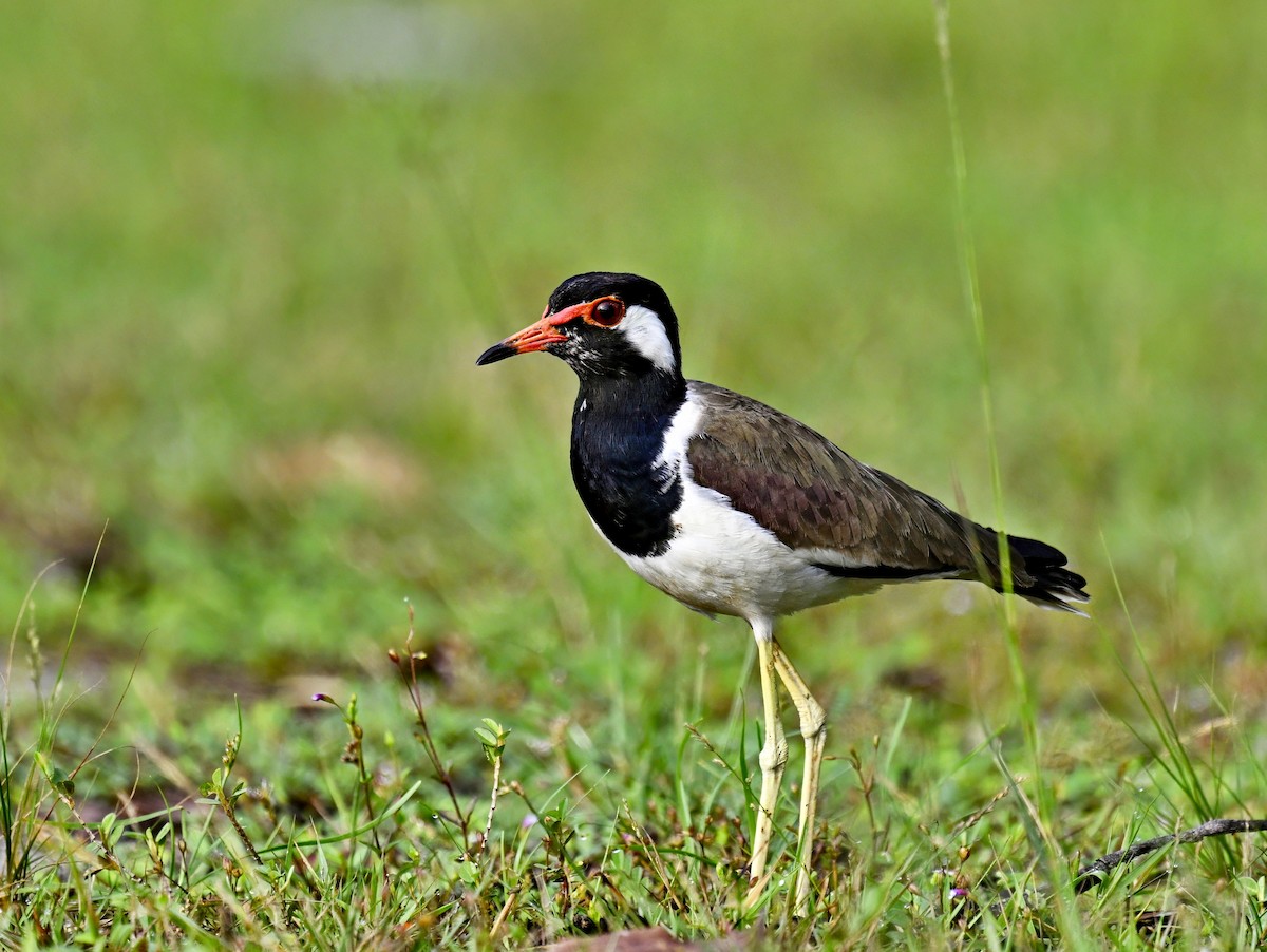 Red-wattled Lapwing - ML611716941