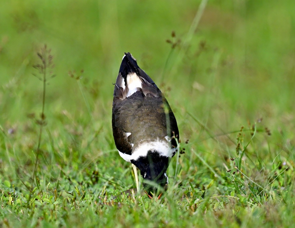 Red-wattled Lapwing - ML611716942