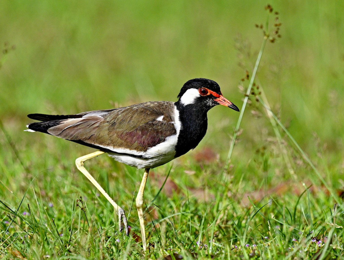 Red-wattled Lapwing - ML611716943