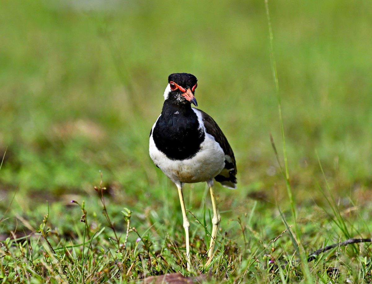 Red-wattled Lapwing - ML611716944