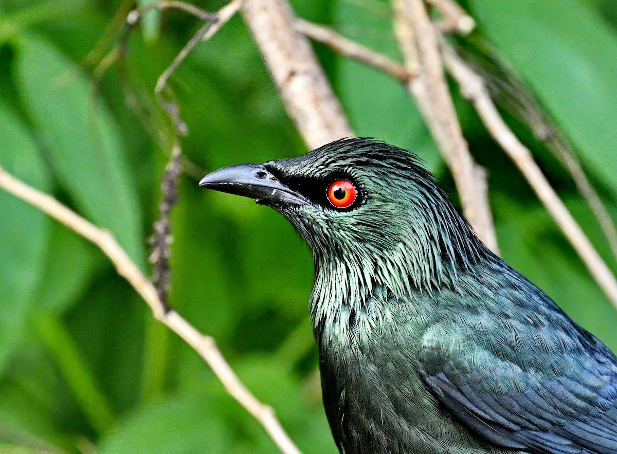 Asian Glossy Starling - ML611716947