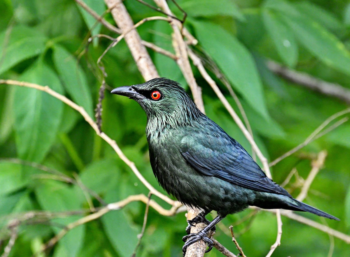 Asian Glossy Starling - ML611716948