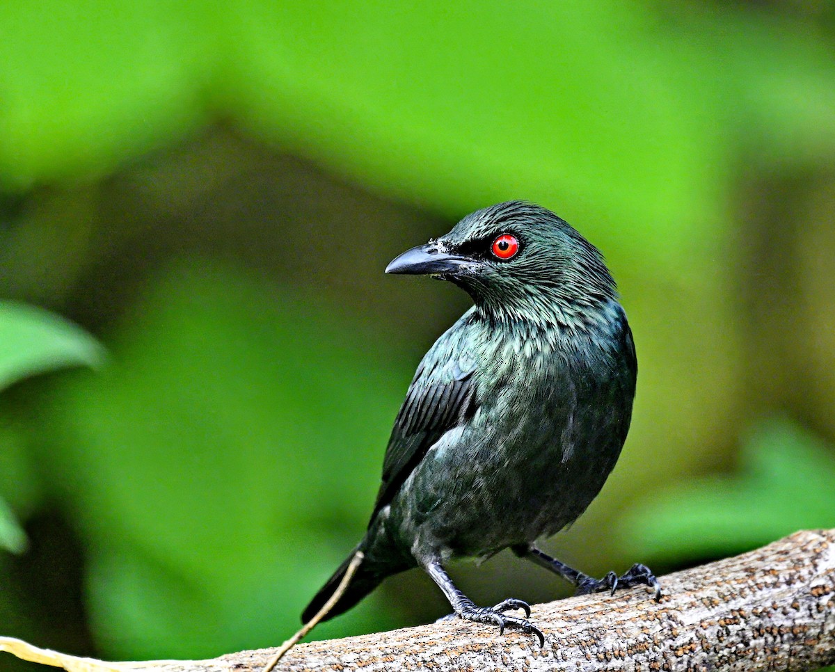 Asian Glossy Starling - ML611716949