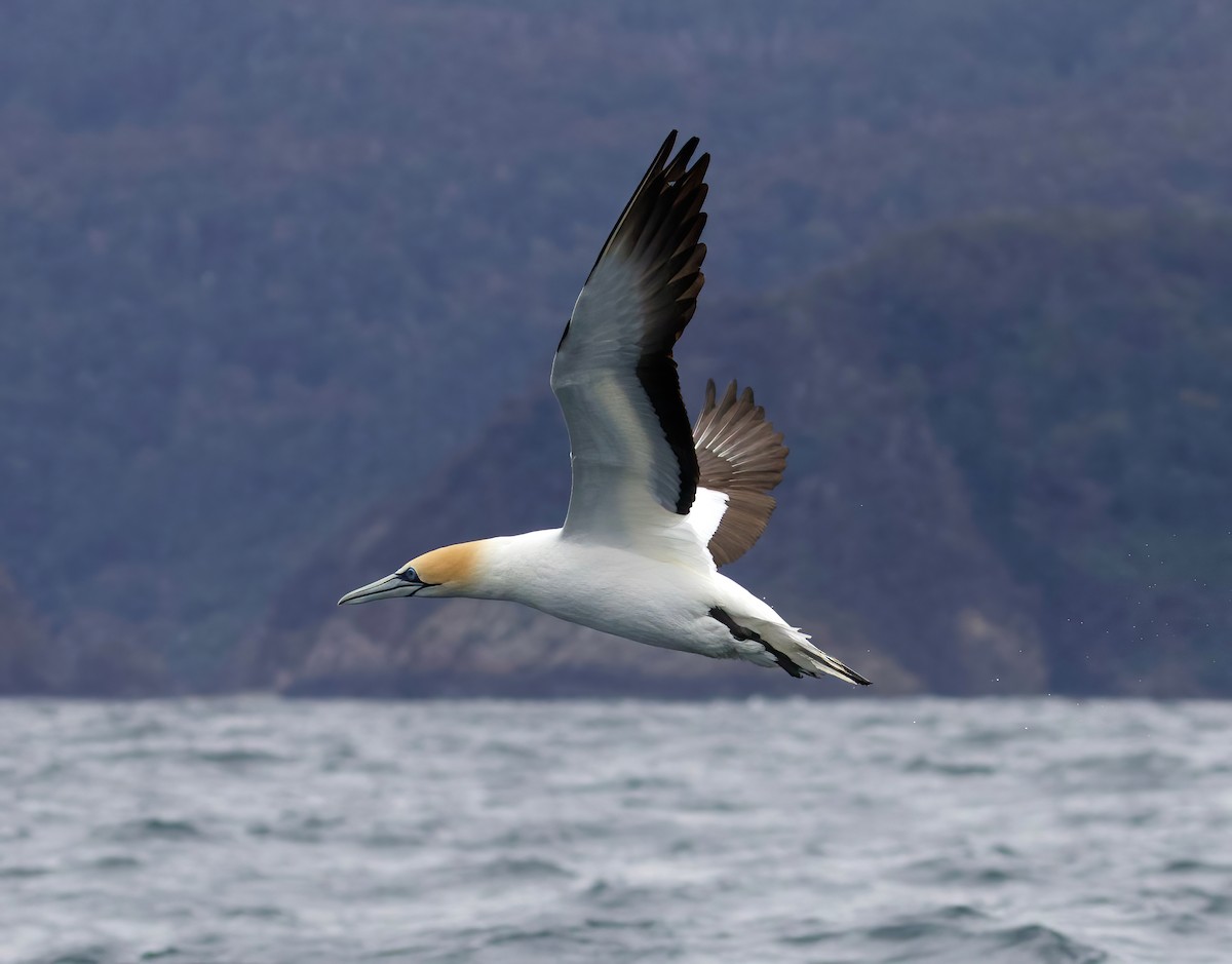 Australasian Gannet - Scott Baker