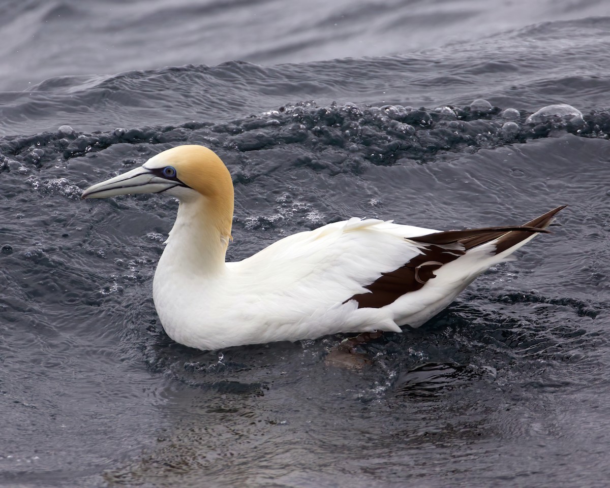 Australasian Gannet - Scott Baker